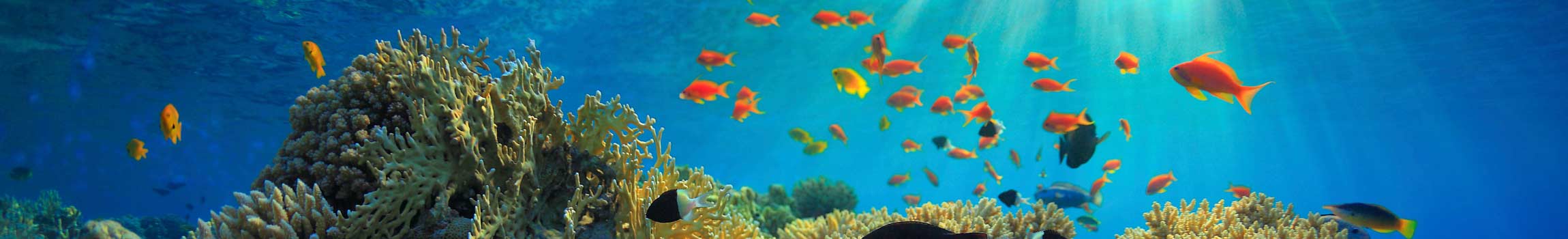 Bunte Fische an einem Korallenriff im Roten Meer in Ägypten