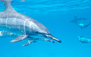 Delfinbeobachtung im Roten Meer