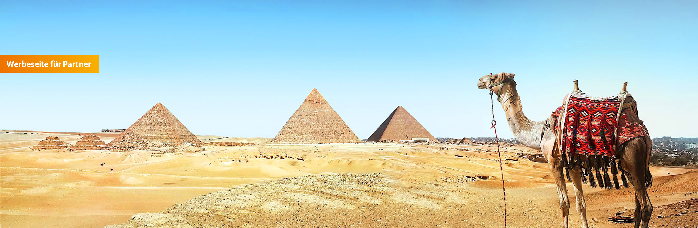 Kamel vor Gizeh-Pyramiden in Ägypten