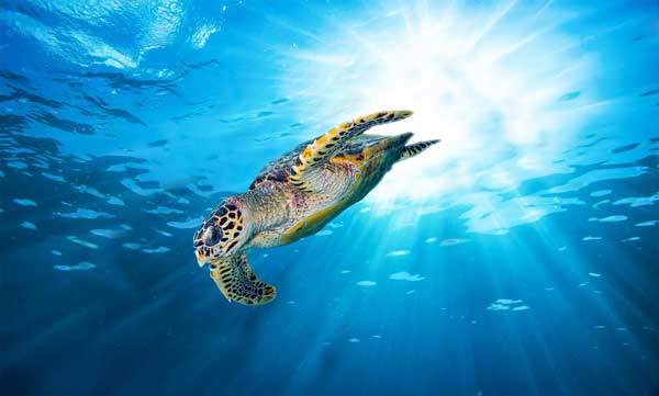 Meeresschildkröte im Rotem Meer