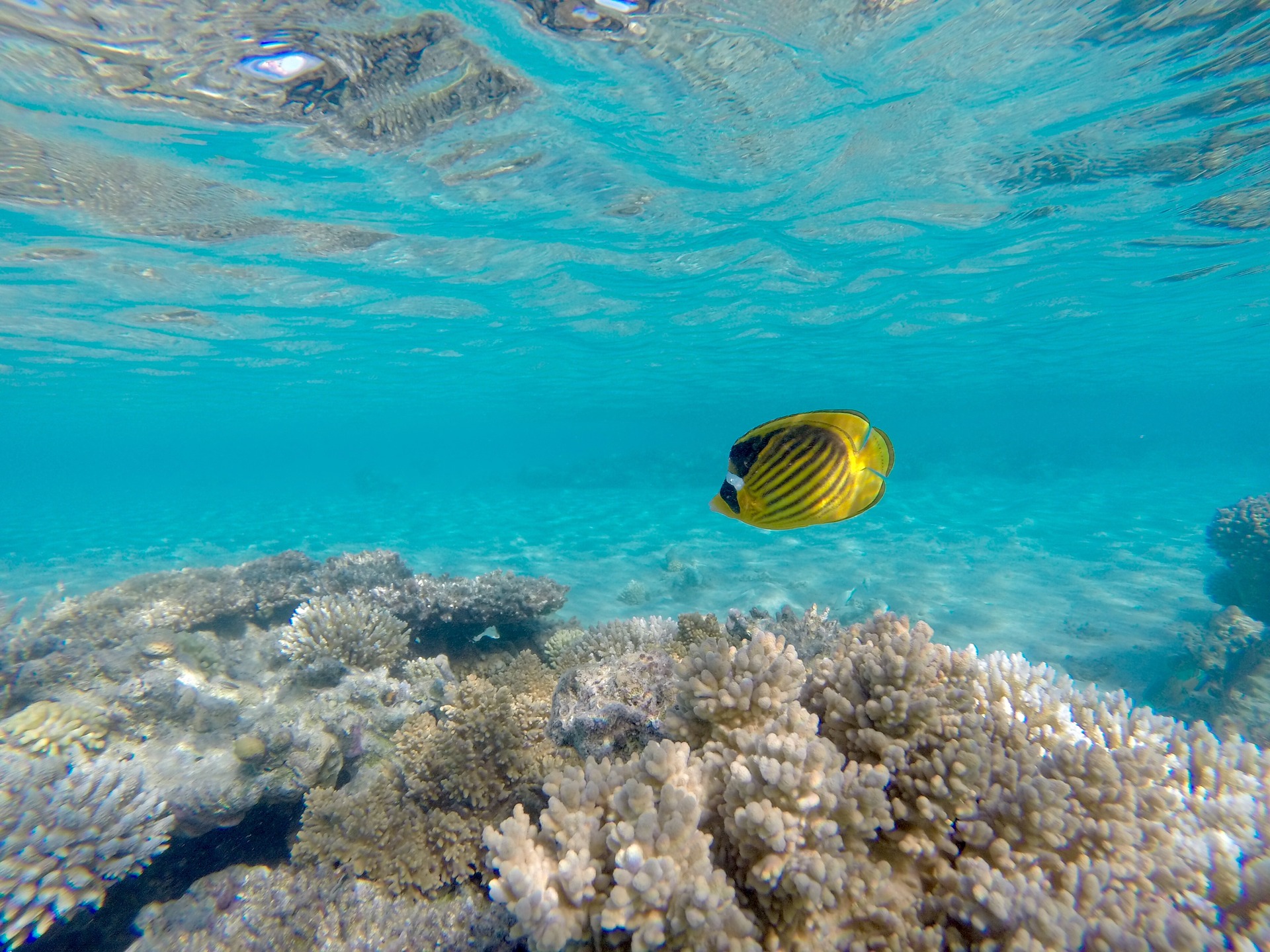 Gelbes Angelfisch mitten des Korallenriffes im azurblauen Roten Meer in Ägypten