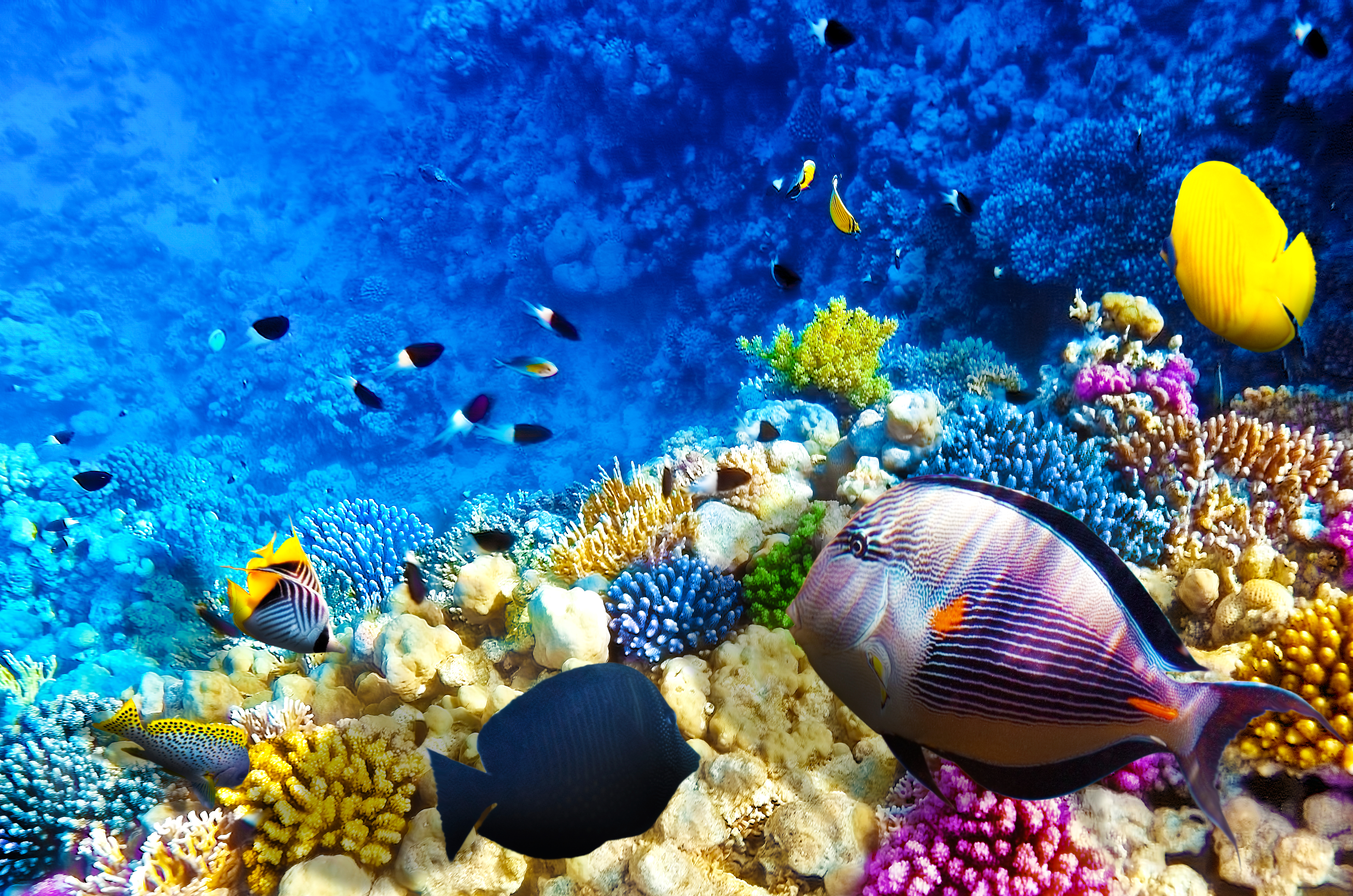 Bunte Unterwasserwelt am ägytischen Korallenriff