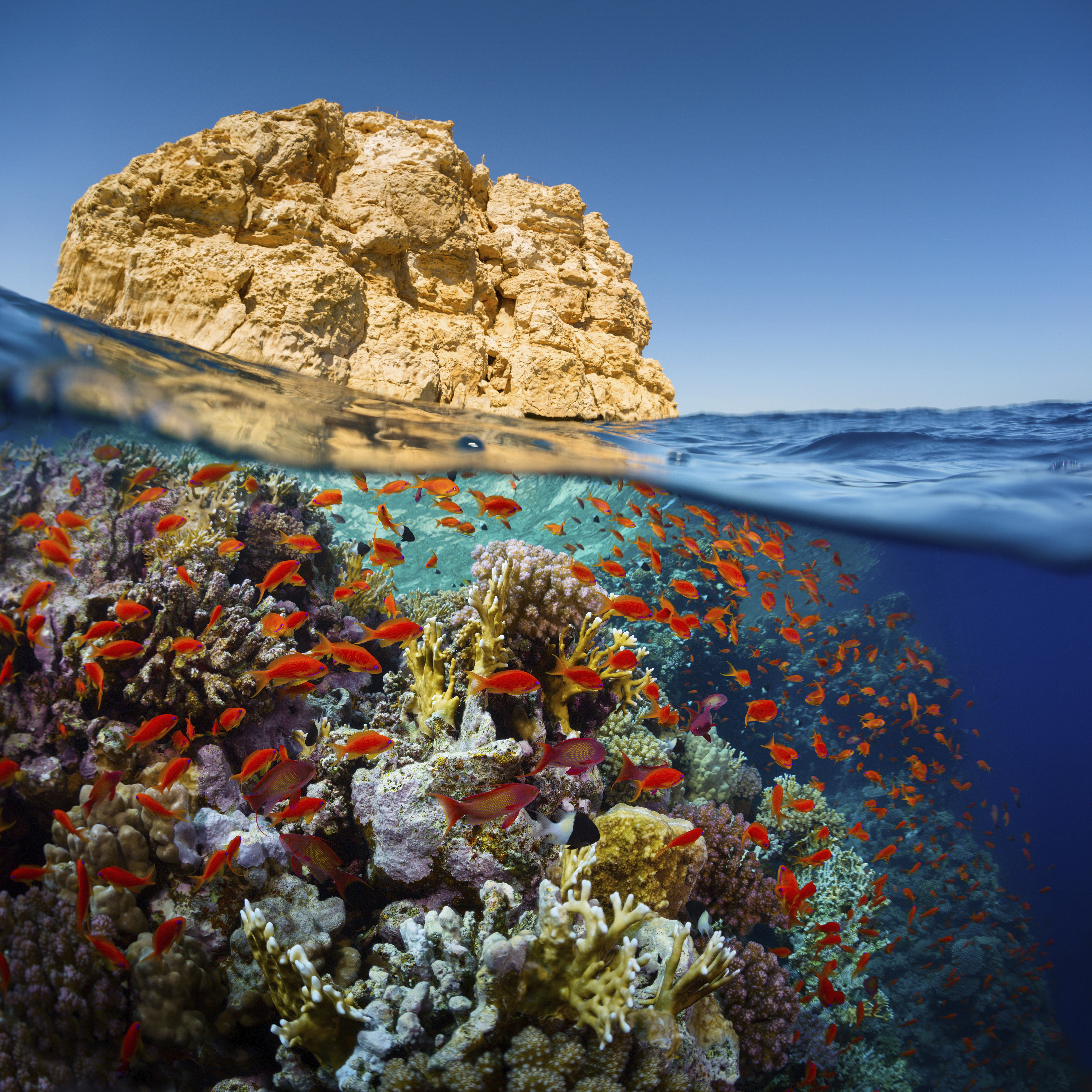 Unterwasseraufnahme der bunten Korallenriffe am Roten Meer in Ägypten