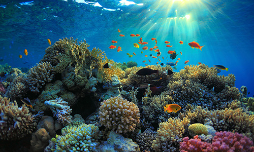 Bunte Unterwasserwelt am ägyptischen Korallenriff des Roten Meeres