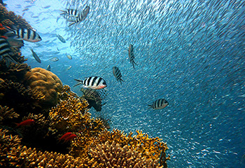 Fische schwimmen am Korallenriff