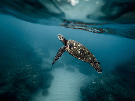 Schildkröte beim Auftauchen im Roten Meer