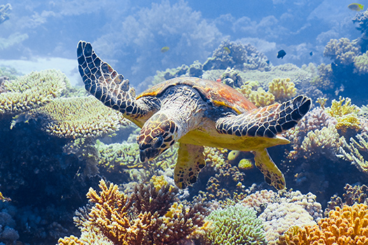 Schildkröte an einem Korallenriff im Roten Meer