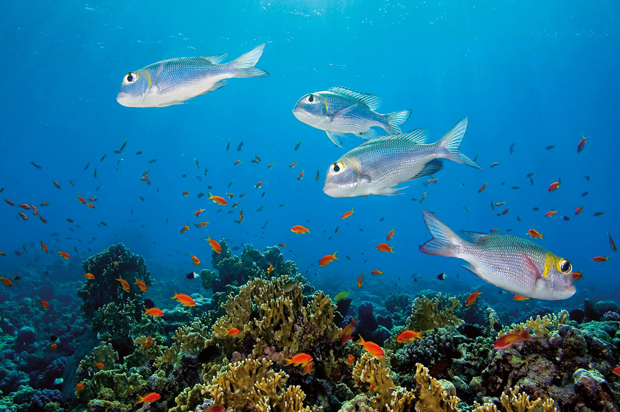 Bunte Unterwasserwelt mit Fischenvielfalt am ägyptischen Korallenriff