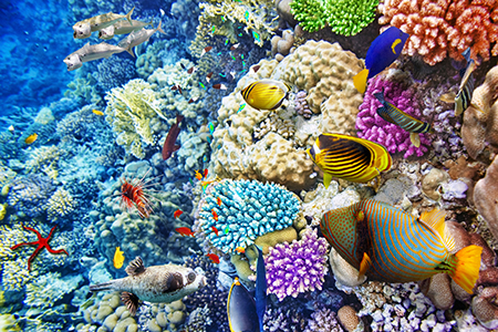 Bunte Unterwasserwelt des Roten Meeres mit Fischenvielfalt & bezaubernden Korallenriffen