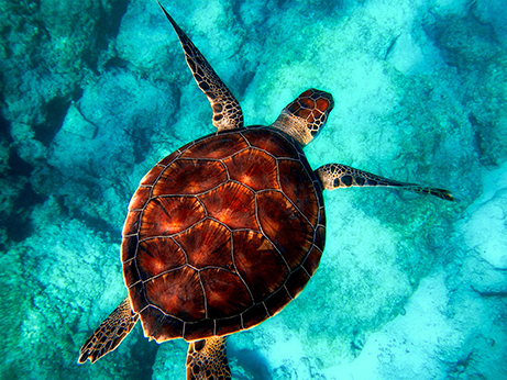 Rote Schildkröte im Roten Meer!