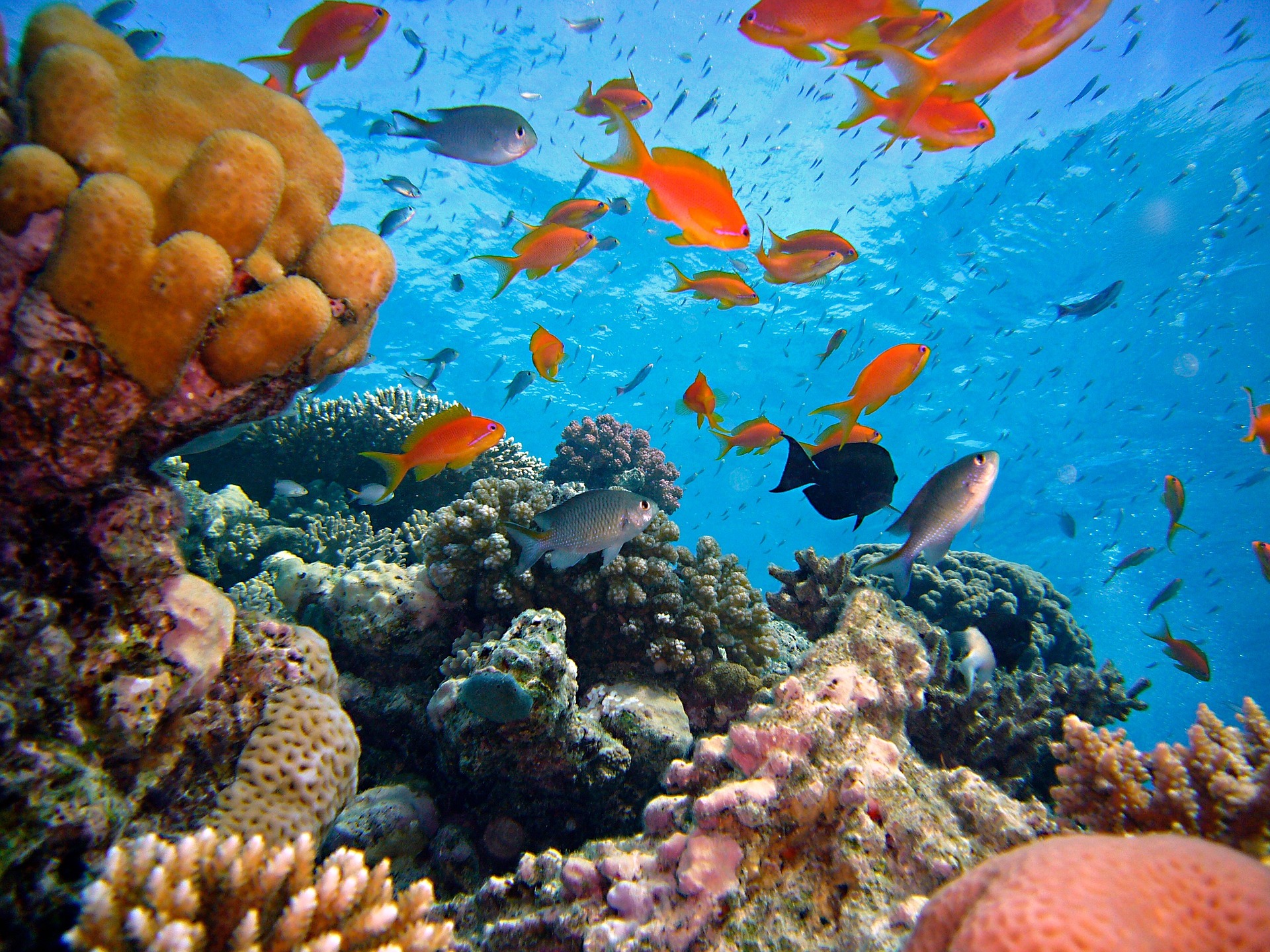 Atemberaubendes Korallenriff im Roten Meer