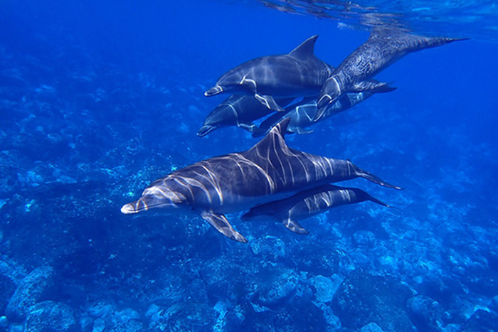 Delfinengruppe im Roten Meer in Ägypten
