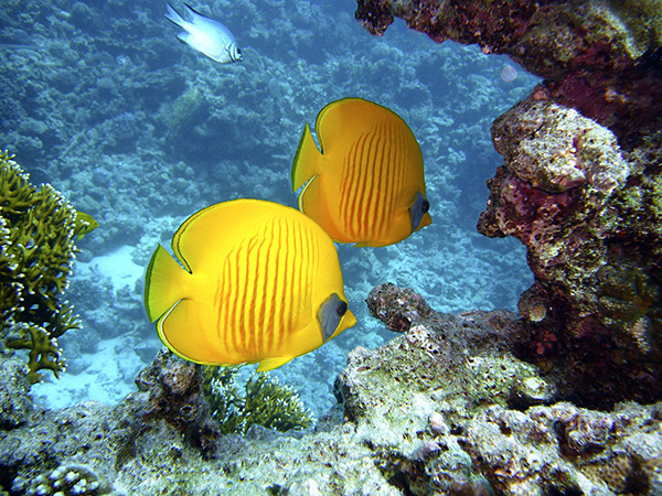 Gelbe Fische an einem Korallenriff des Roten Meeres