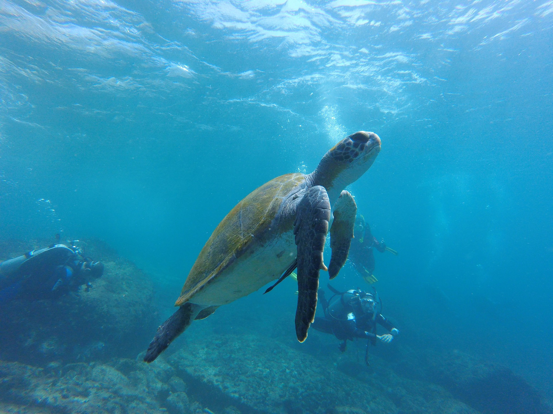 Taucher beobachten Meeresschildkröte im Roten Meer in Ägypten bei einem ETI-Tauchsafari