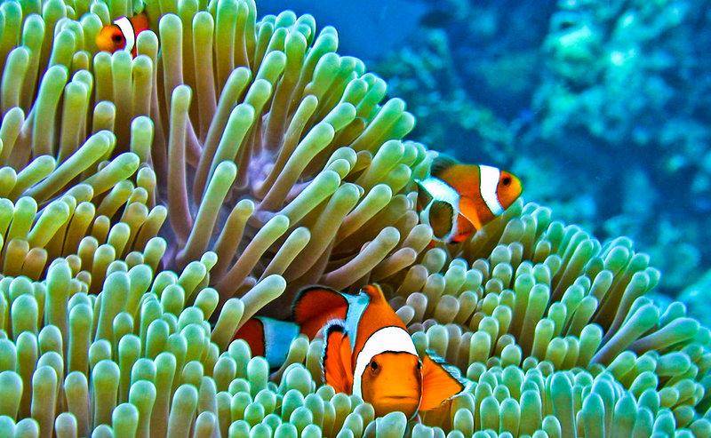 4. Bild Marlin Inn Azur Resort