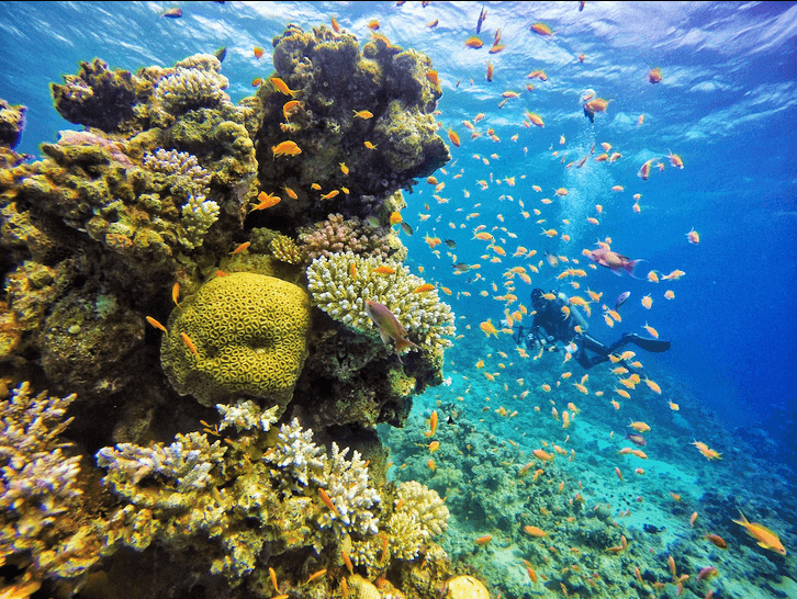 Addon Introduction to Diving 2 Tauchgänge, inkl. Equipment, inkl. Transfer Hurghada/Sahl Hasheesh