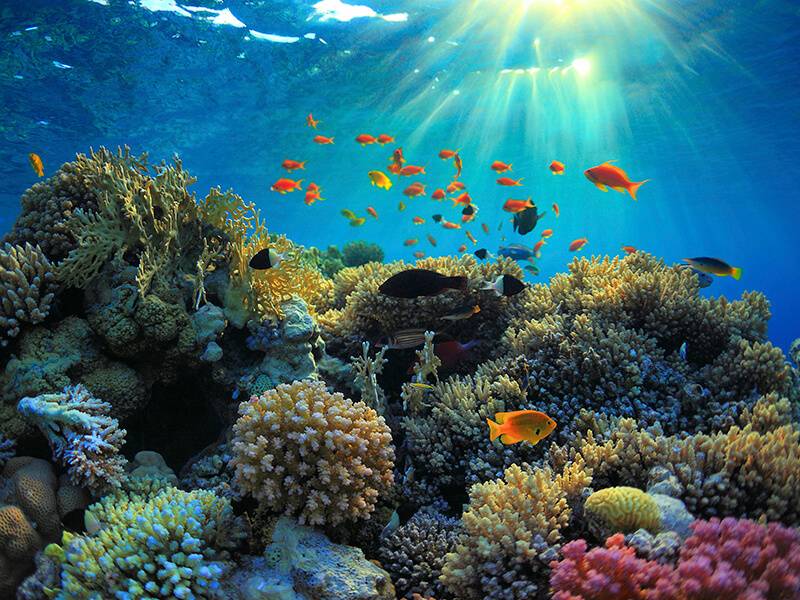 Entdecken Sie das Rote Meer bei einem Tauchurlaub