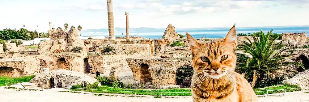 Katze in Tunesien mit historischer Stätte im Hintergrund